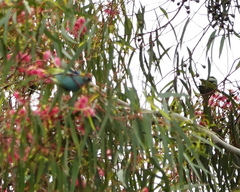 Parvipsitta porphyrocephala