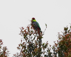 Purpureicephalus spurius