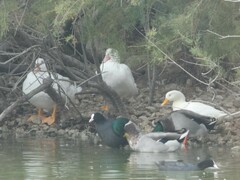 Anas platyrhynchos × Cairina moschata