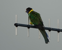 Barnardius zonarius semitorquatus