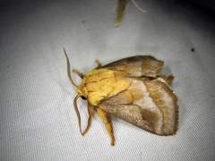 Narosoideus flavidorsalis