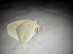 Parabapta clarissa