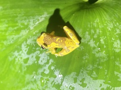 Dendropsophus ebraccatus