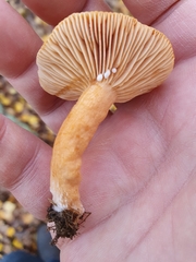 Lactarius aurantiacus