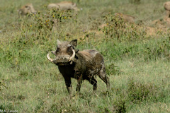 Phacochoerus africanus massaicus