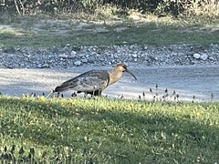 Theristicus melanopis