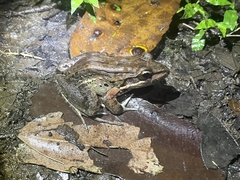 Leptodactylus