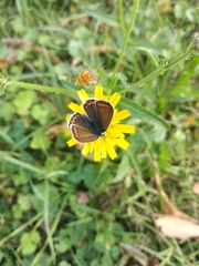 Aricia agestis