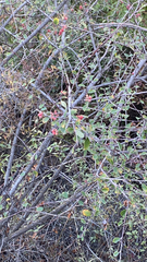 Malacomeles denticulata