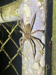 Cupiennius coccineus