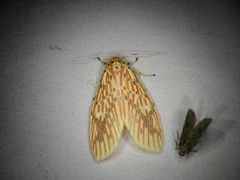 Barsine striata