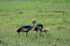 Balearica regulorum