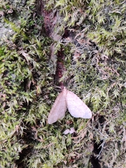 Larentiinae