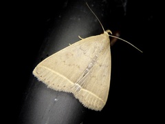 Simplicia niphona