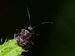 Charagochilus