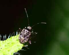 Charagochilus