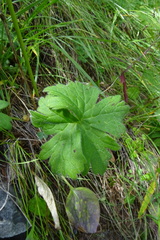 Delphinium crassifolium