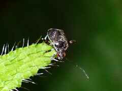 Charagochilus