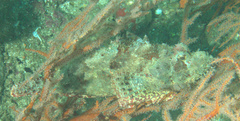 Scorpaenopsis oxycephalus