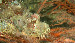 Scorpaenopsis oxycephalus