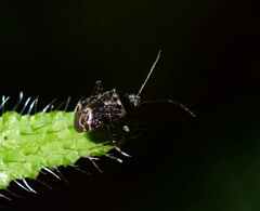 Charagochilus