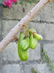 Phyllanthus acidus