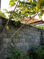 Phyllanthus acidus
