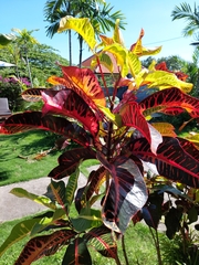 Codiaeum variegatum