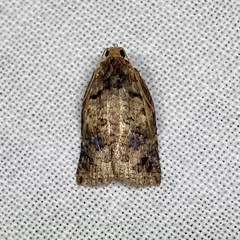 Cryptoptila australana