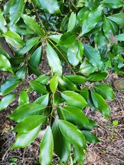 Machilus