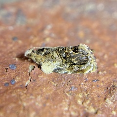 Acroceuthes metaxanthana