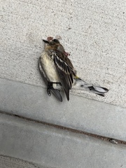 Setophaga coronata