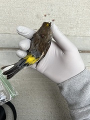 Setophaga coronata