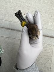 Setophaga coronata