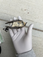 Setophaga coronata