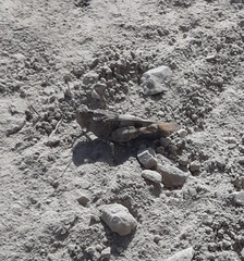 Oedipoda germanica