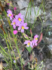 Ixia scillaris
