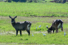 Kobus ellipsiprymnus defassa