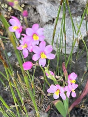 Ixia scillaris
