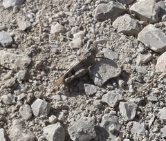 Oedipoda germanica