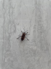 Spilostethus pandurus