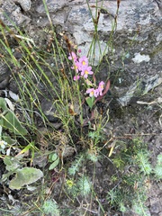 Ixia scillaris