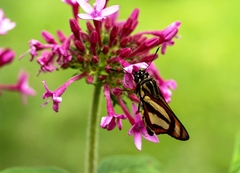 Propertius propertius