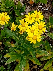 Senecio lautus