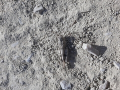 Oedipoda germanica