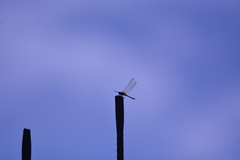 Trithemis pallidinervis