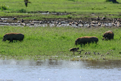 Phacochoerus africanus massaicus