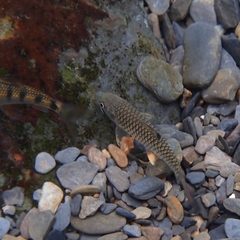 Spinibarbus hollandi