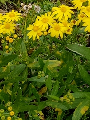 Senecio lautus