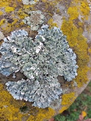 Punctelia jeckeri